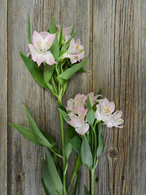 DUBAI LIGHT PINK ALSTROEMERIA